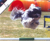 dogs agility 