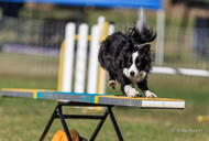 dogs agility